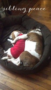 big dog little dog spooning